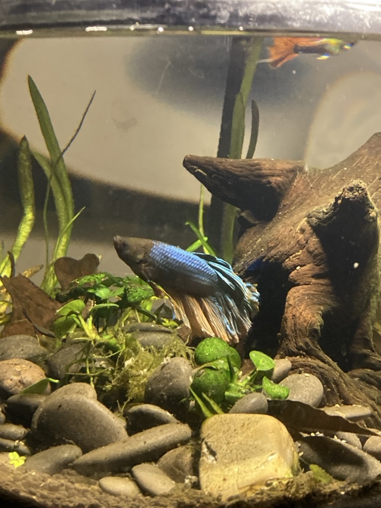 Betta fish in a planted aquarium