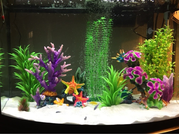 Freshwater bowfront deco tank with white sand, colorful artificial corals and starfish
