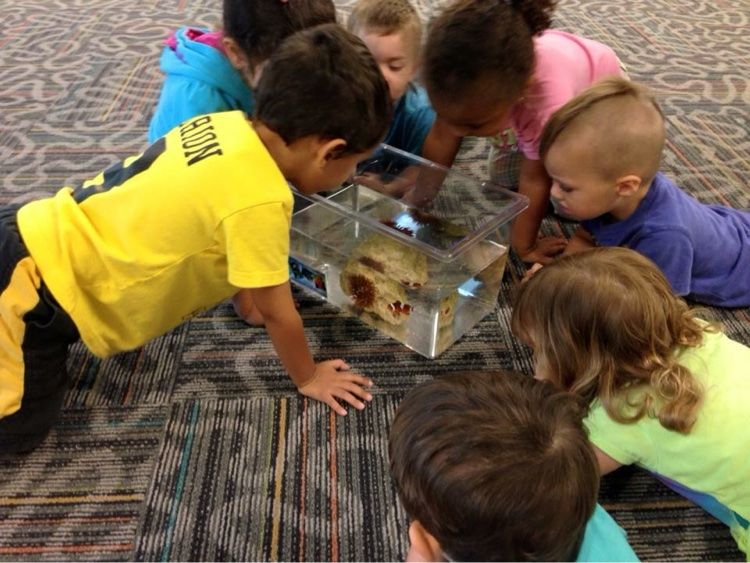 Children gathered around a small aquarium, watching closely