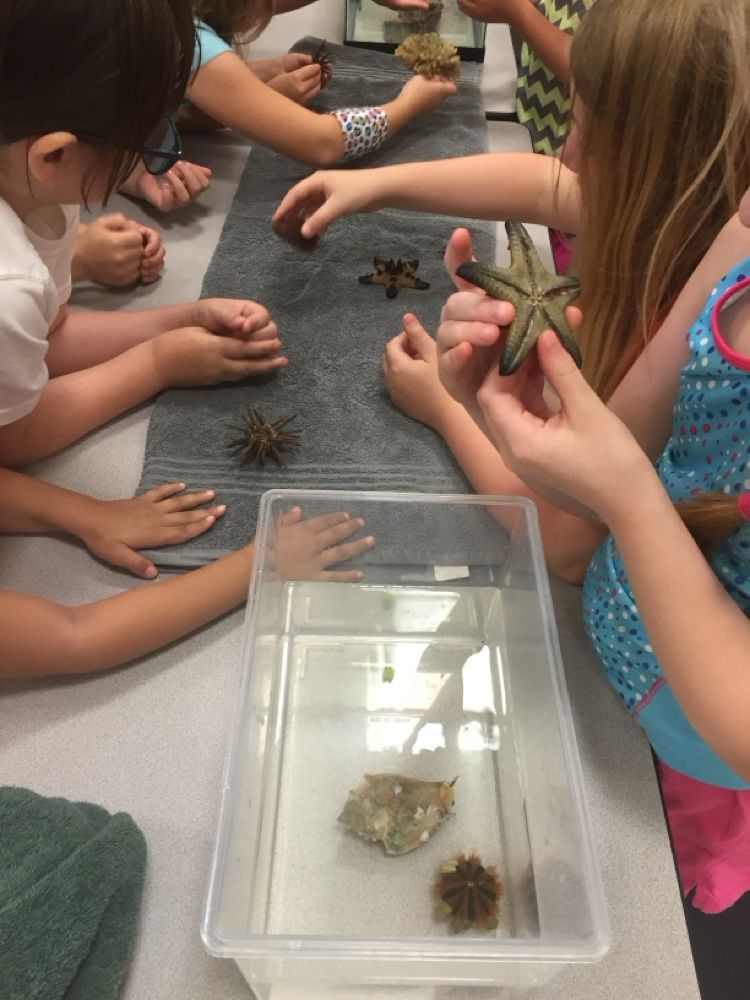 Kids exploring sea urchins at a hands-on touch tank