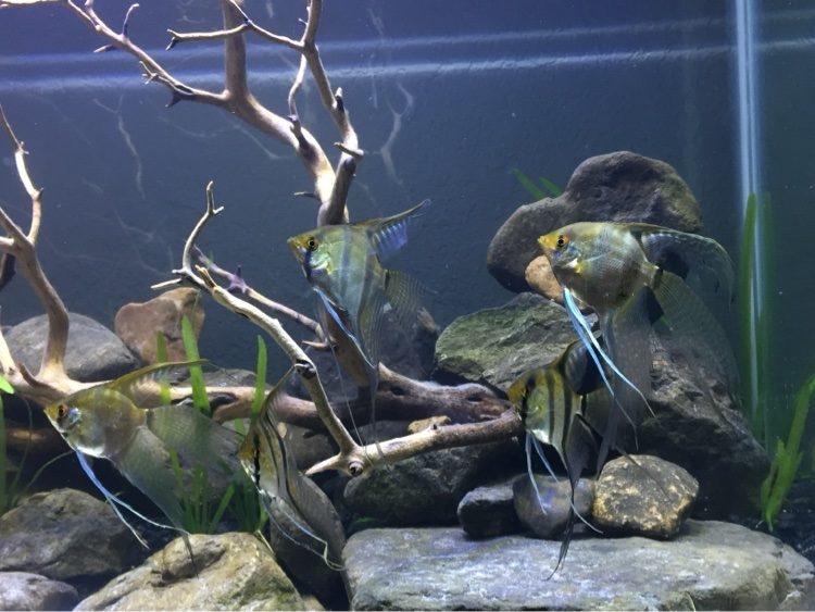 Angelfish beside branchy driftwood in a freshwater aquarium