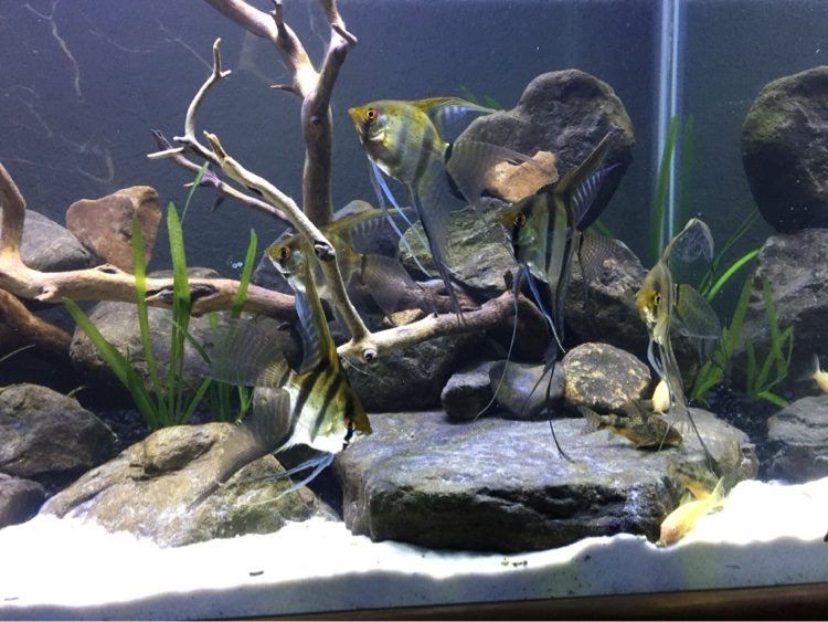 Group of angelfish among branchwood and river rock over white sand