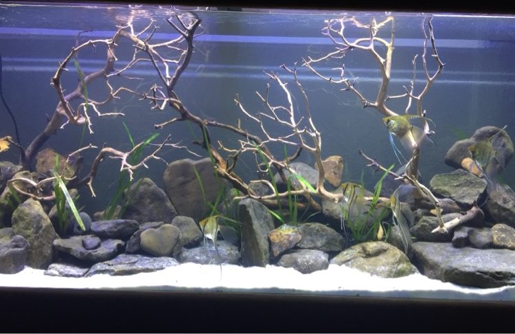 Panoramic angelfish aquarium with branchwood, river rock and white sand