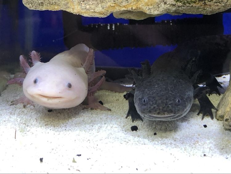 Two axolotls in a freshwater aquarium