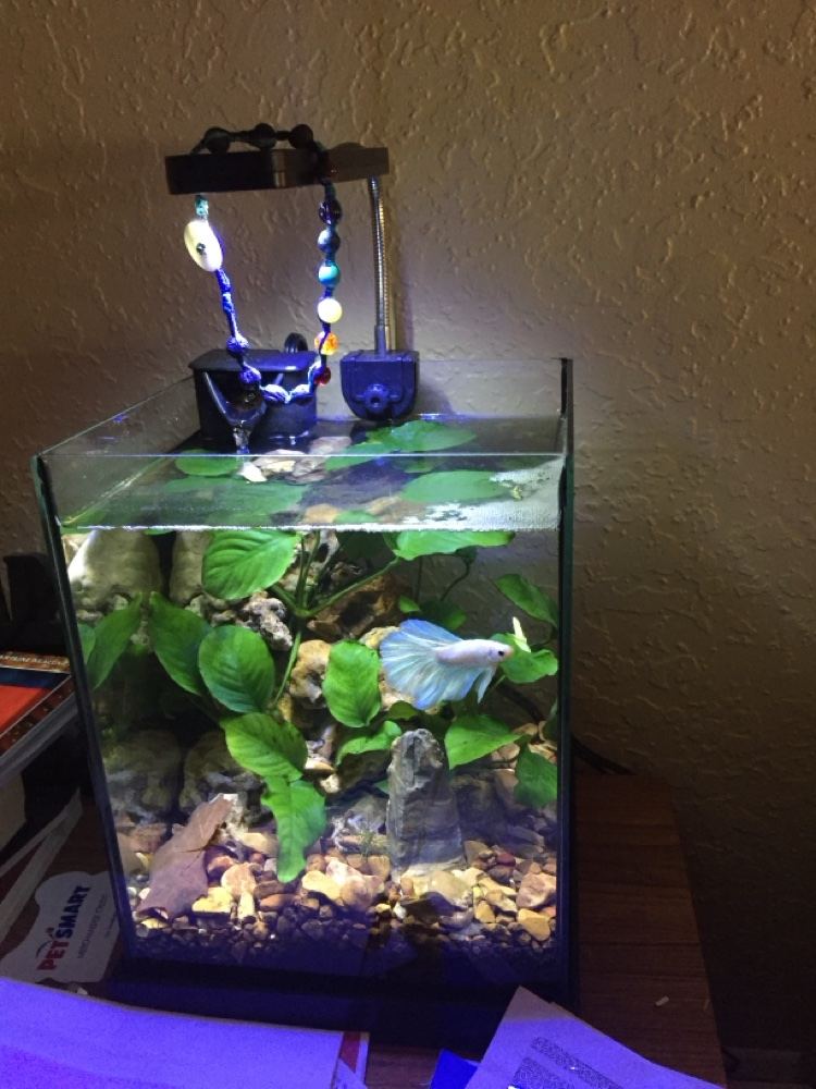 Betta fish in a planted nano aquarium