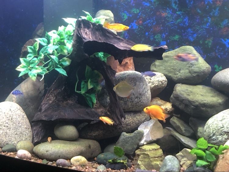 African cichlids around driftwood and rock