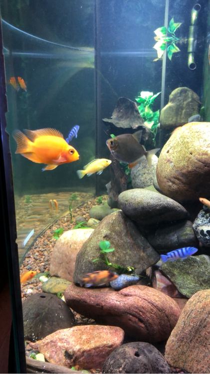 Blood parrot cichlid with blue African cichlids in a rock-scaped tank