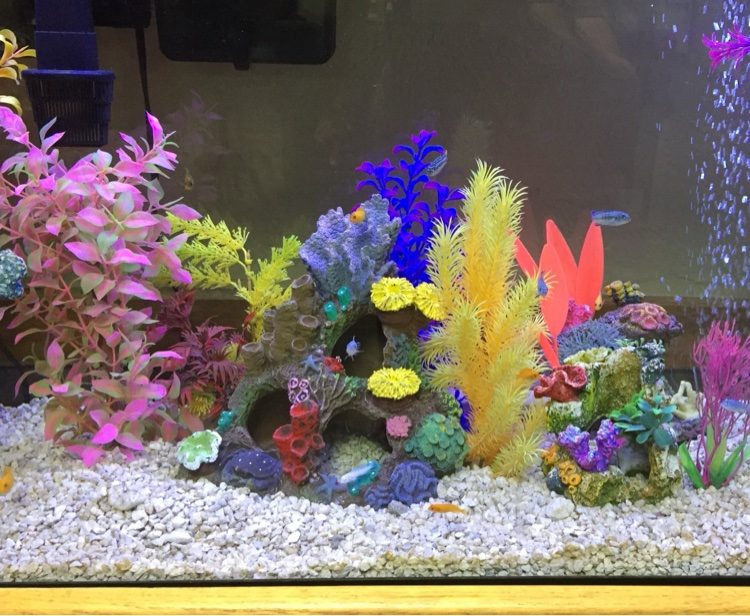 Freshwater cichlid reef aquarium with bright reef-style decor and white gravel