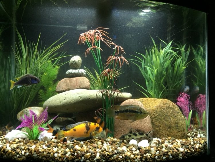 Cichlid aquarium with stacked river stone and plants over gravel