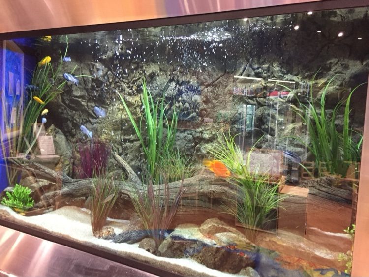 Wide view of a large rock-wall cichlid aquarium with driftwood and tall grasses