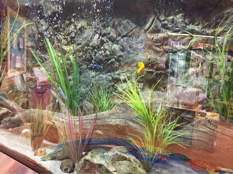 Cichlids in a rock-wall aquarium with driftwood and tall grasses