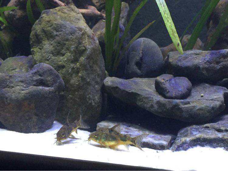 Pair of corydoras catfish resting on white sand