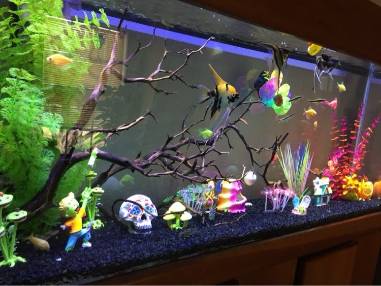Playful deco aquarium with angelfish, GloFish and skull and mushroom ornaments over black gravel