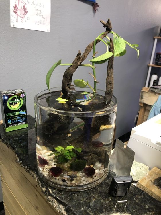 Desktop glass bowl aquascape with driftwood