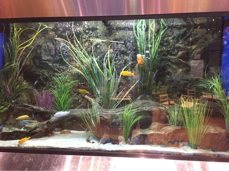 Large freshwater display aquarium with yellow cichlids