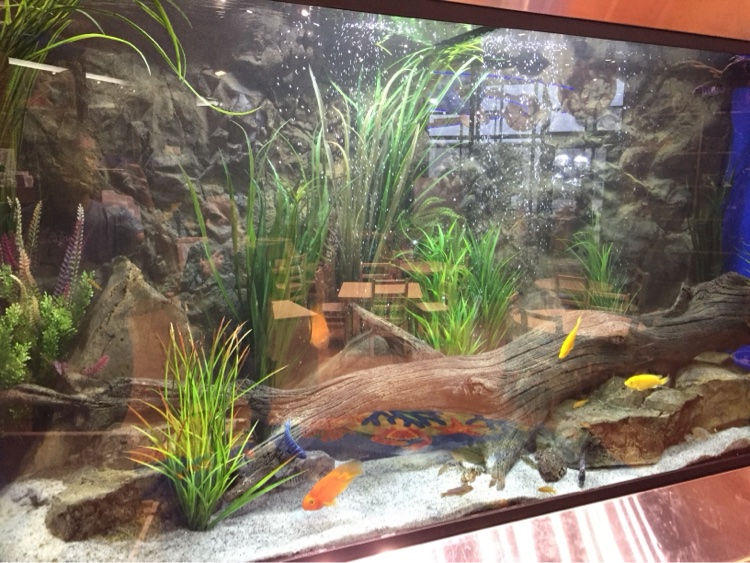 Planted tank with driftwood