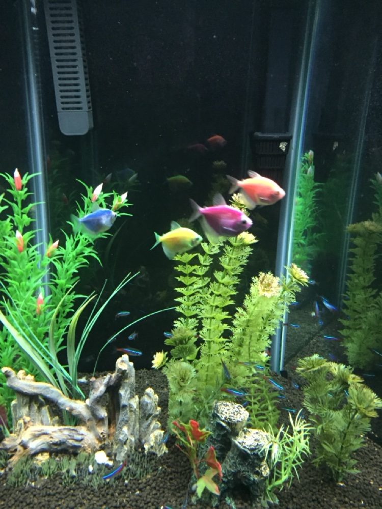 Colorful GloFish tetras in a planted freshwater aquarium