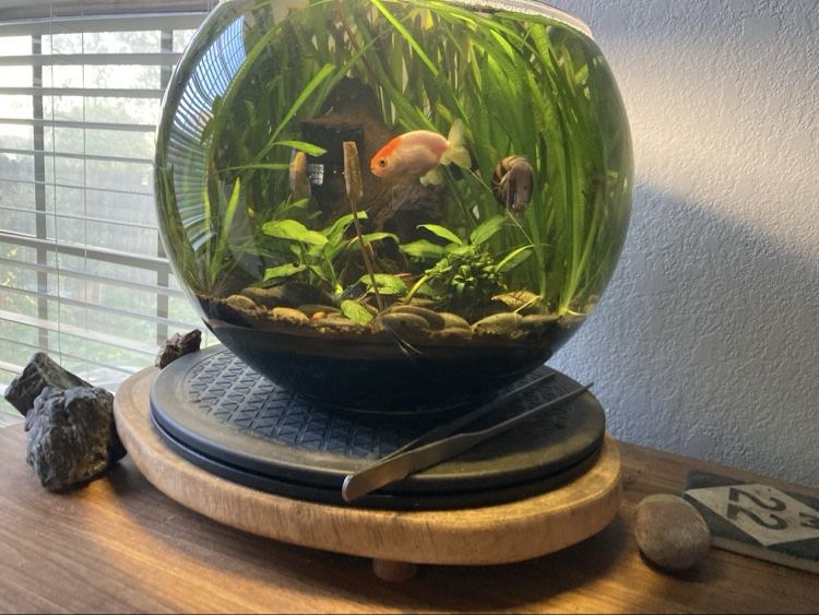 Planted fishbowl with a fancy goldfish and snails by a window