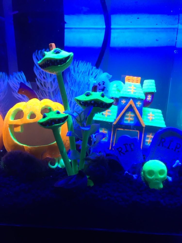 Close-up of glowing Halloween decor in a betta tank — pumpkin, haunted house and monster plants