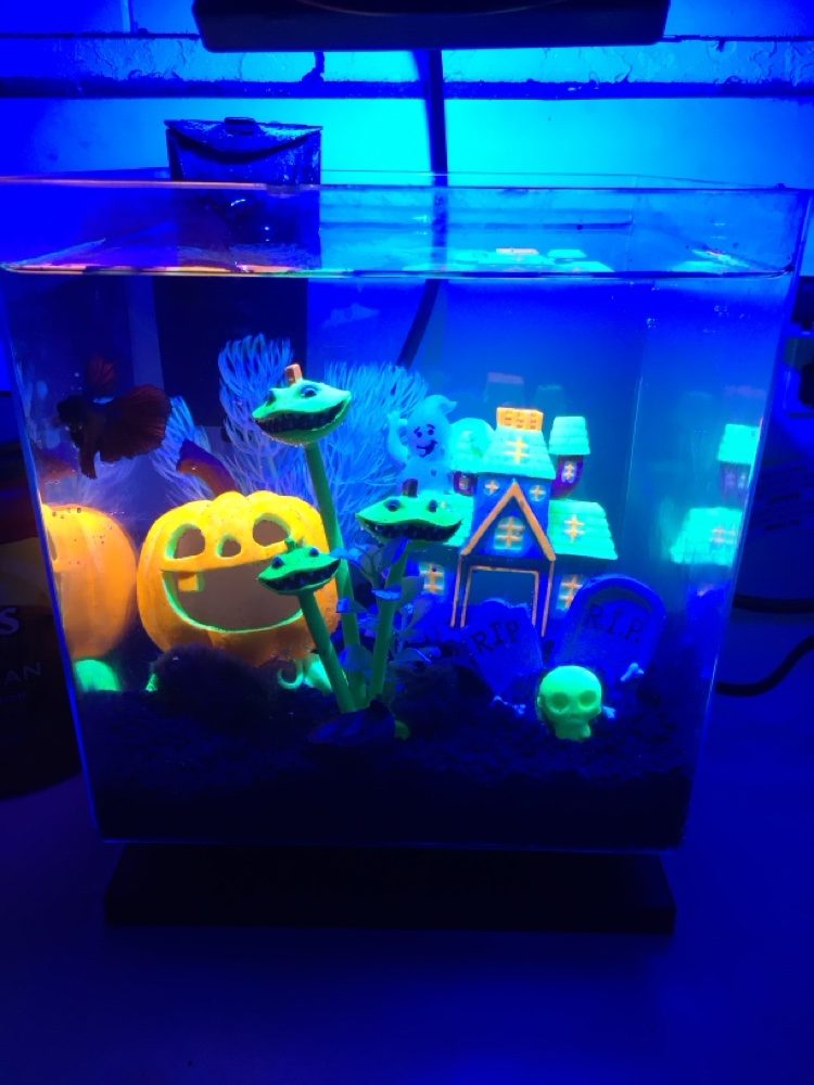 Betta nano aquarium decorated for Halloween with a glowing pumpkin and haunted house