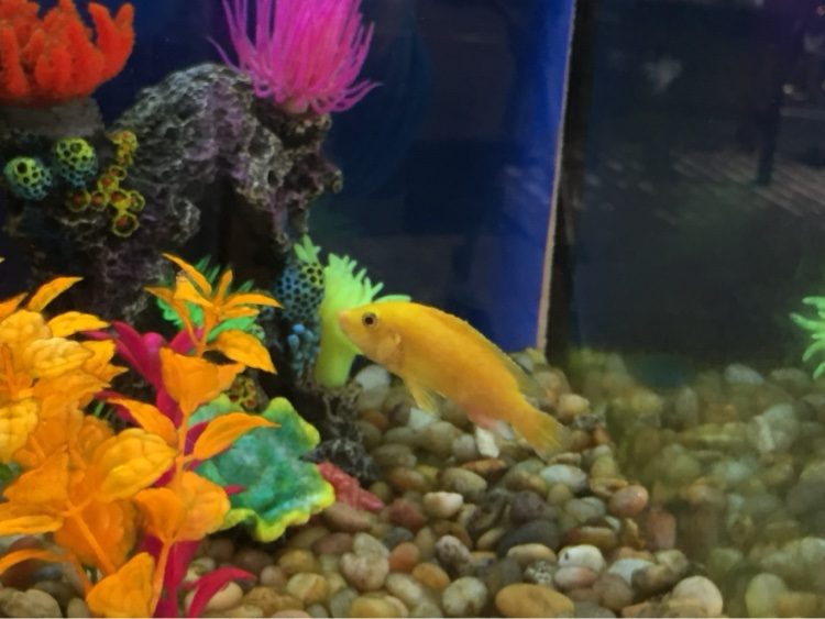 Yellow mbuna cichlid in a freshwater aquarium with bright reef-style decor