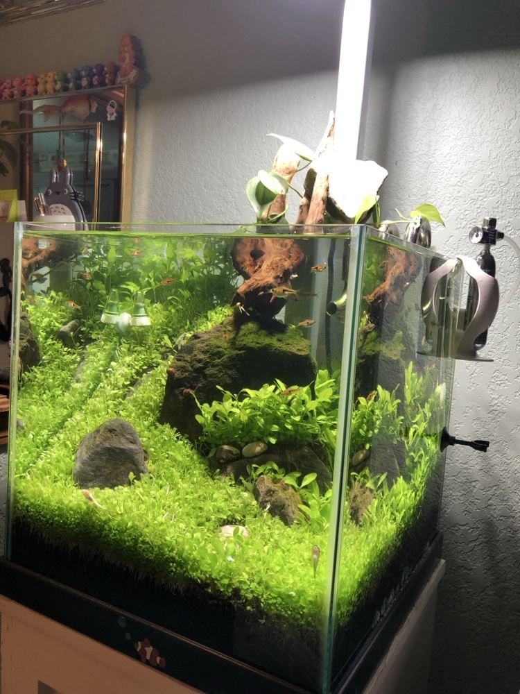Planted nano aquarium with driftwood and carpeting plants
