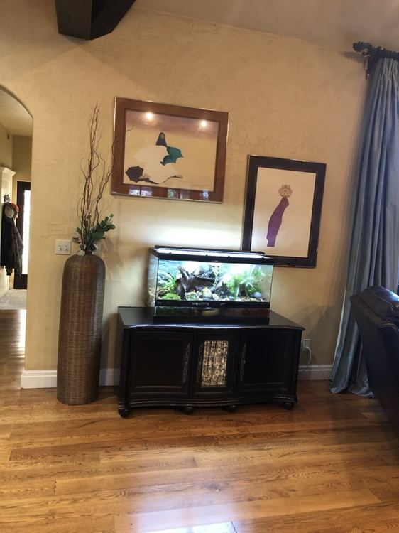 Planted aquarium on a cabinet in a living room