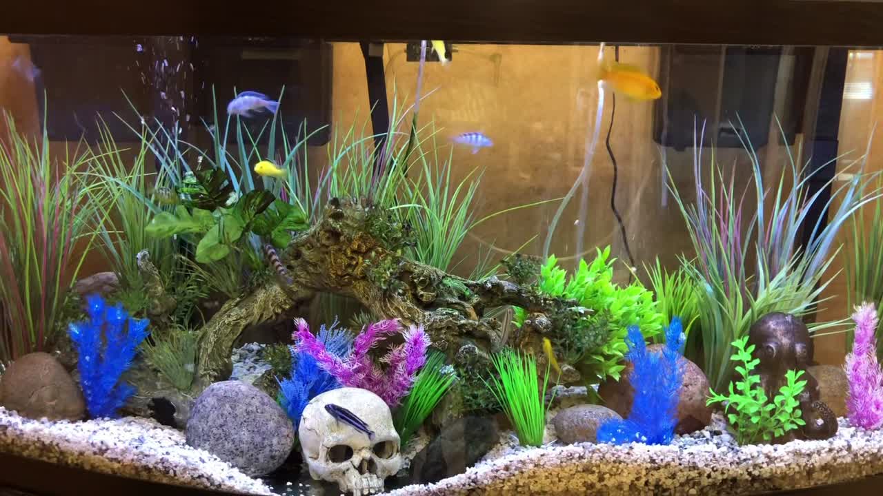 Planted freshwater aquarium