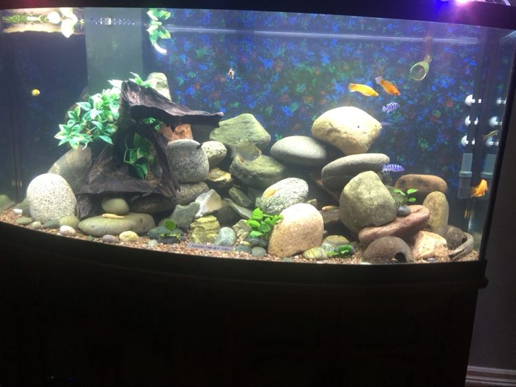 River-style bowfront aquarium with driftwood, stone and cichlids