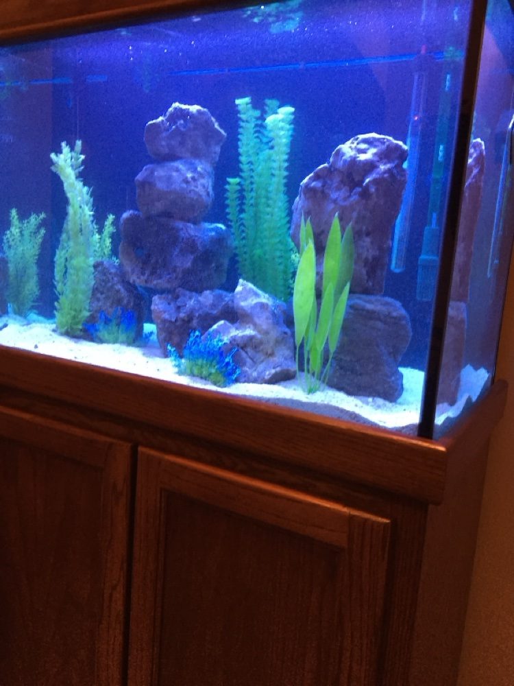 Rock-scaped freshwater aquarium with stacked stone and green plants on a wooden cabinet