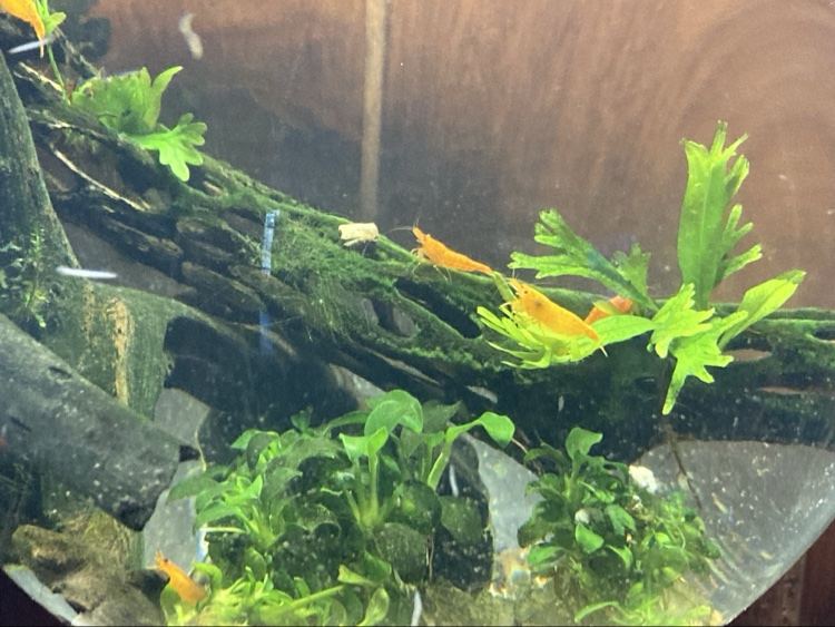 Orange shrimp grazing on mossy driftwood