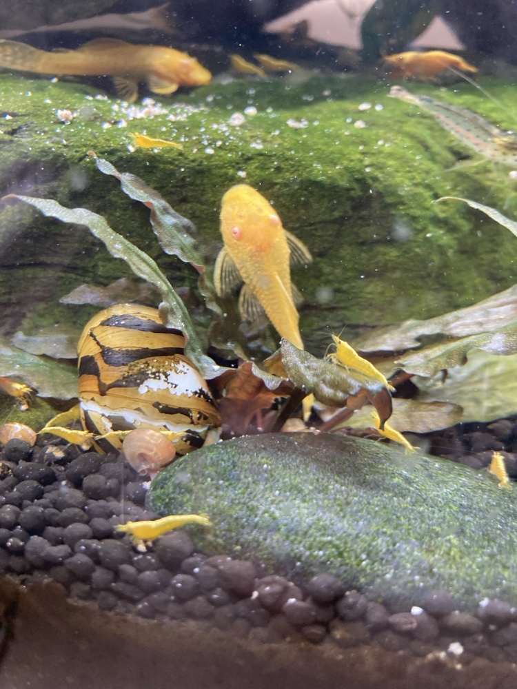 Golden bristlenose plecos, yellow shrimp and a striped snail in a planted freshwater aquarium