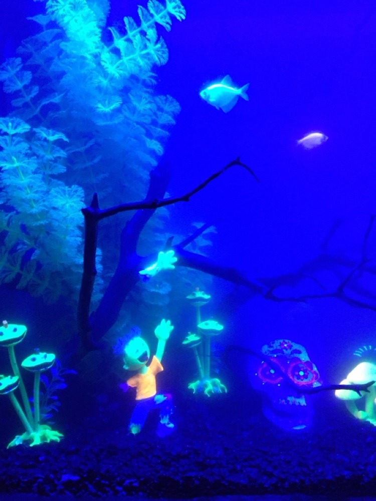 Halloween glow tank — GloFish under blue light with a glowing sugar skull, zombie figure and mushroom ornaments