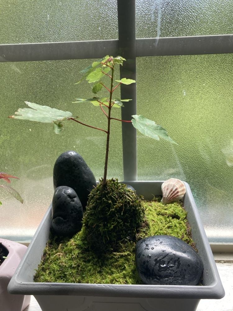Kokedama moss ball with a young maple