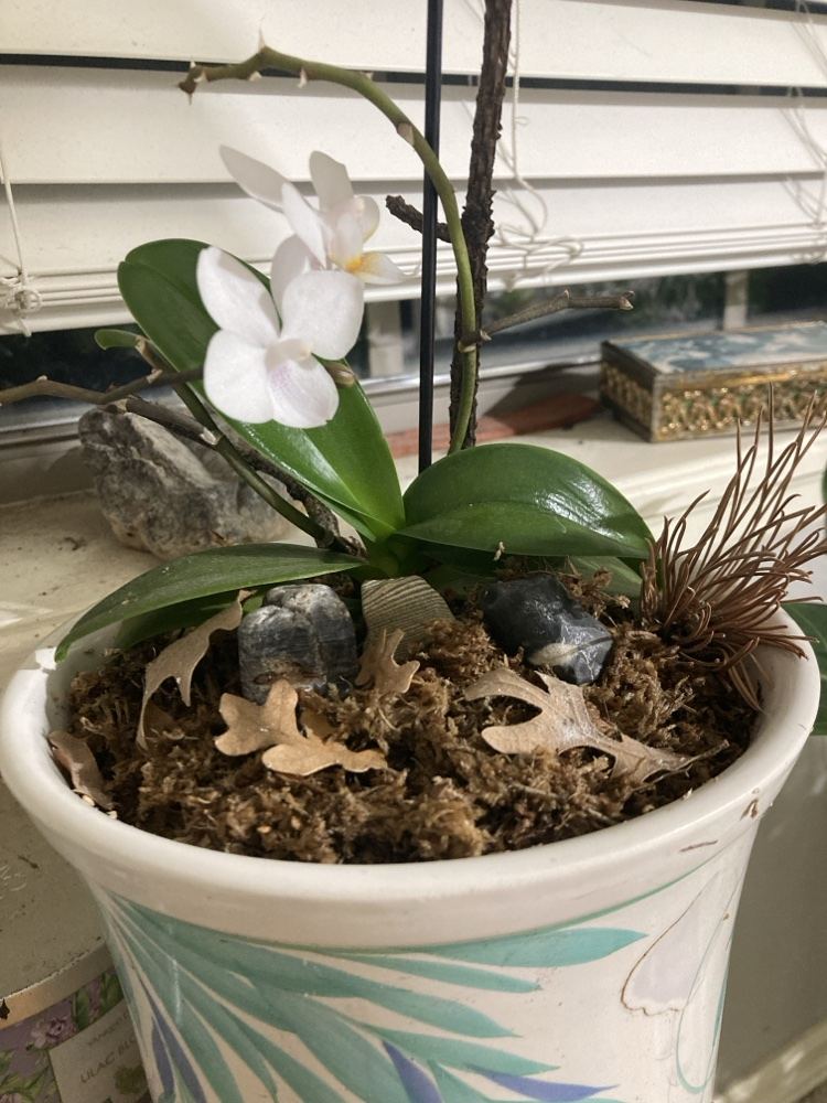 White orchid blooming in a decorative pot