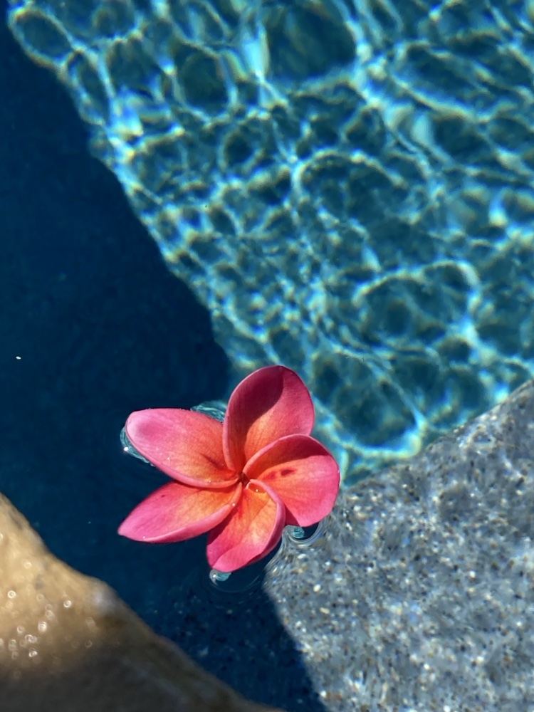 Pink plumeria flower floating on pool water