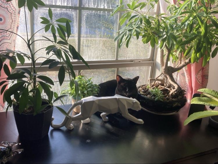 Umbrella plants on a sunny windowsill with a cat