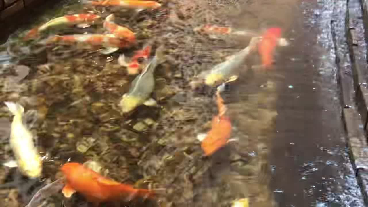 Koi pond