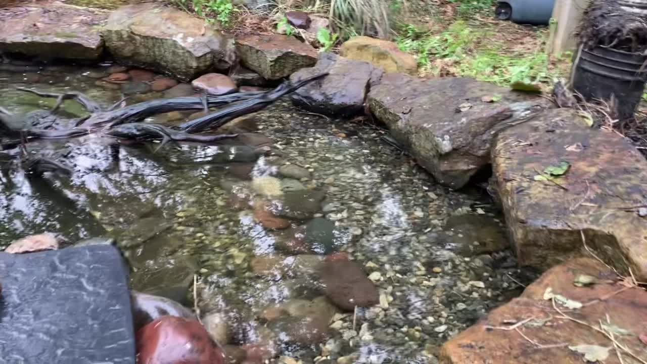 Backyard pond with waterfall