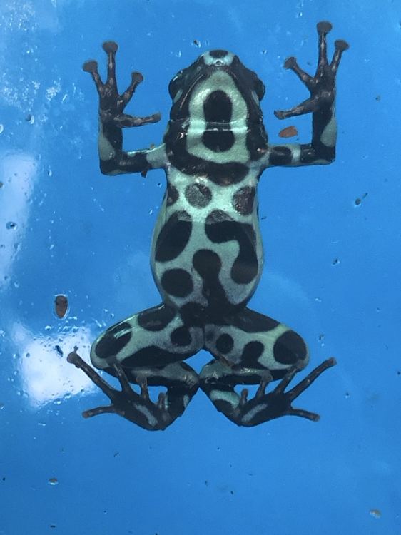 Spotted dart frog in a rainforest habitat