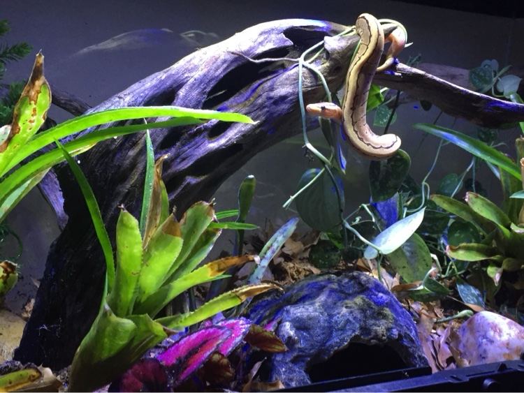 Snake resting on driftwood in a planted terrarium
