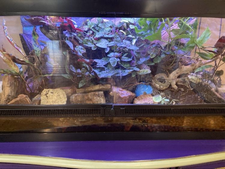 Planted rainforest vivarium