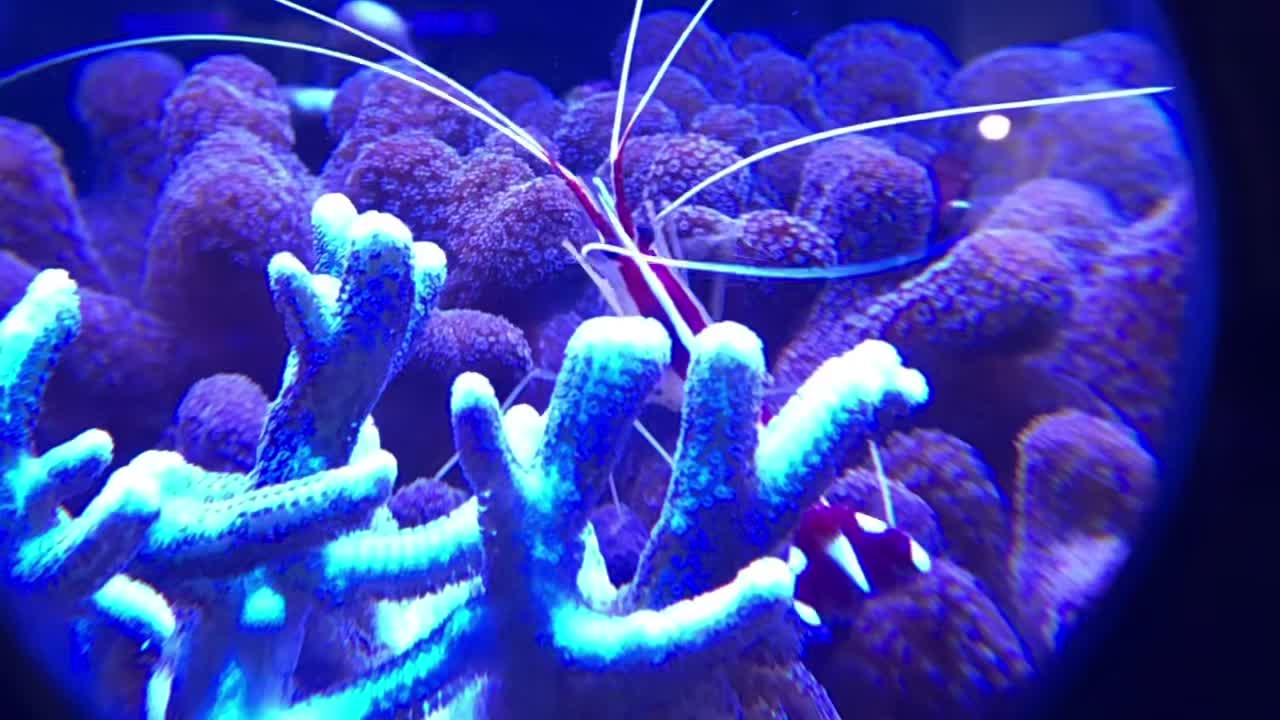 Cleaner shrimp on a purple anemone in a reef aquarium