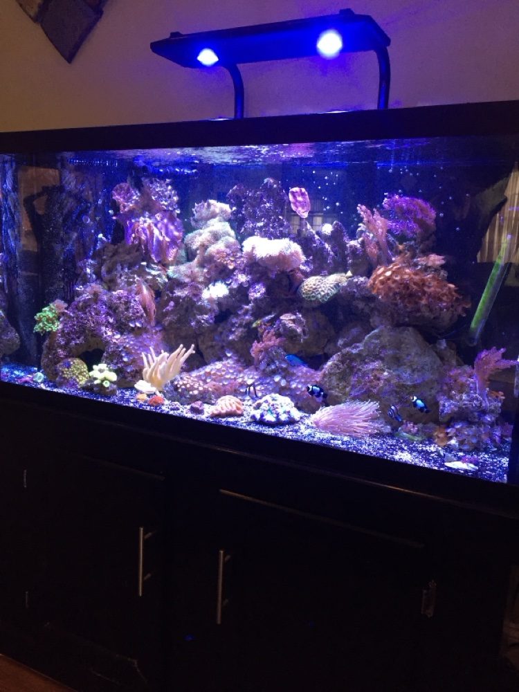 Reef aquarium with colorful corals on a black cabinet stand
