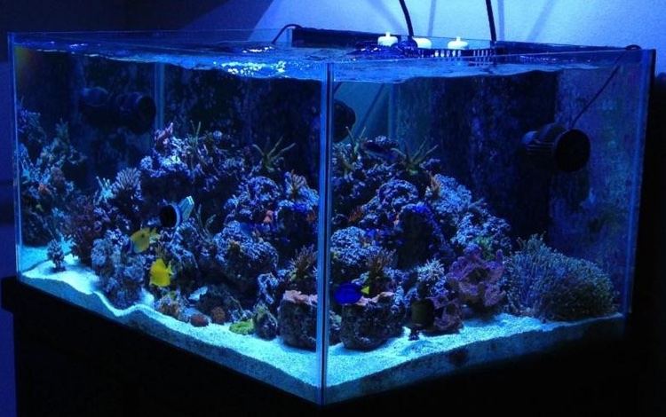 Reef aquarium corner under blue lighting