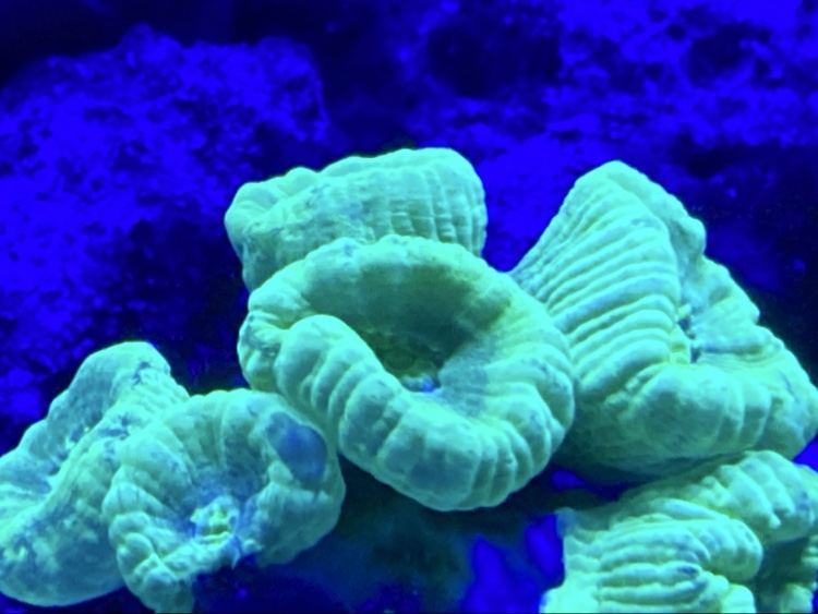 Green candy cane coral under blue reef lighting