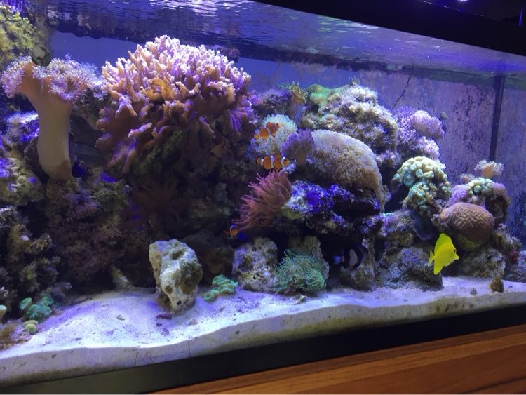 Clownfish pair and a yellow tang in a colorful reef aquarium