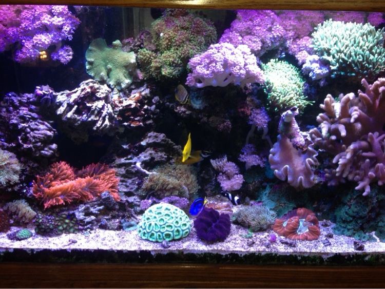 Reef aquarium dense with colorful corals