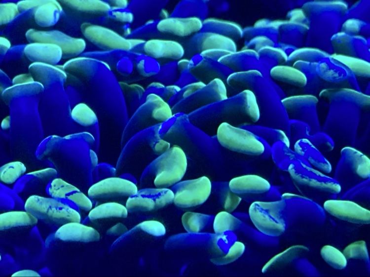 Hammer coral close-up in a reef aquarium