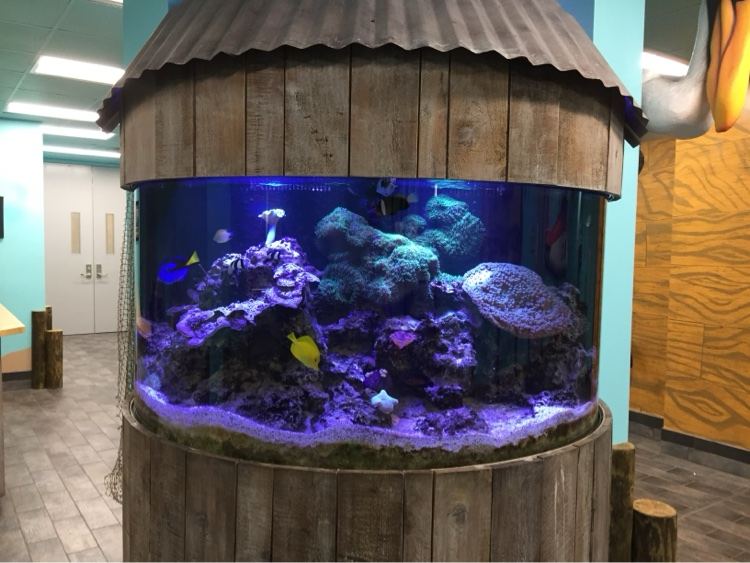 Cylindrical reef tank built into a wooden hut structure